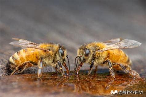 看到蜜蜂徵兆|蜜蜂的象徵意義